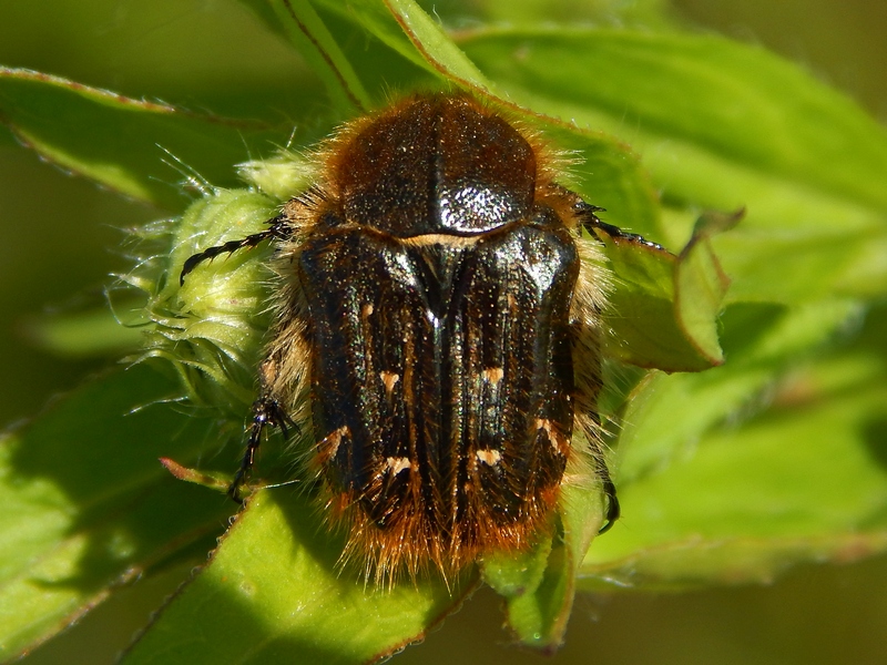 Cetonidae:  Tropinota squalida